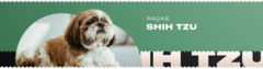 Banner da categoria Shih Tzu