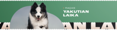 Banner da categoria Yakutian Laika