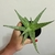 Aloe Rauhii Snowflake - comprar online