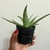 Aloe Rauhii Snowflake na internet