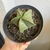 Astrophytum Nudum - comprar online