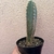 Cacto Azul - Pilosocereus Azureus - comprar online