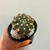 Echinopsis Enxertado - comprar online