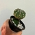 Echinopsis Enxertado - loja online