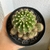 Echinopsis Tubiflora - comprar online