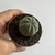 Euphorbia Obesa - comprar online