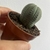 Euphorbia Obesa na internet