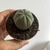 Euphorbia Obesa - Cultivando na Varanda - paixão por cactos