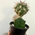 Ferocactus Latispinus Enxertado - comprar online