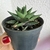 Haworthia - comprar online