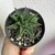 Haworthia na internet