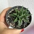 Haworthia