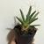 Leuchtenbergia - Cacto Agave