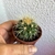 Echinocactus Grusonii - Poltrona de Sogra - comprar online