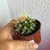 Echinocactus Grusonii - Poltrona de Sogra - loja online