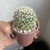 Mammilaria