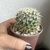 Mammilaria - comprar online