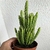 Opuntia Monacantha - comprar online