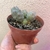 Thephrocactus Colônia - comprar online