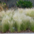 STIPA 3 LT - comprar online