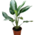 AGLAONEMA PATAYA - comprar online