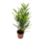 CROTON FIDEO PL12 - comprar online