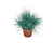 FESTUCA GLAUCA SP 12 - comprar online