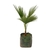 WASHINGTONIA 10 LT