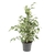 FICUS BENJAMINA 3LT - comprar online