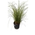 CAREX GREEN 3 L