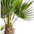 WASHINGTONIA 10 LT - comprar online