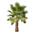 WASHINGTONIA 10 LT en internet