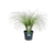 CAREX GREEN 3 L - comprar online