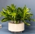 Vaso Crema - Aurora M - comprar online