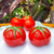 Saleiro Tomatinho Vermelho – Und na internet