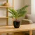 Planta artificial en internet