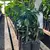 Muda de Laranja Bahia Enxertada 90Cm Já Produzindo - Vila Frutiferas