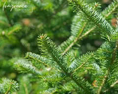 Esencia - Balsam Fir (MWFC)