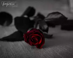 Esencia - Dark Kiss (MWFC) - comprar en línea