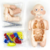 Lab Kit Médico Conhecendo O Corpo Humano - Feito Doce Brinquedos | O Melhor é Aqui!