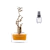 Fracionado 5ml- Deciduous Summer Aurora Scents Feminino