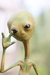 Alien Magico