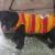 Musculosa BillaDog - My Can - Boutique Canina