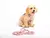 Pretales en H - con Chapita QR - My Can - Boutique Canina
