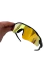 Radar EV Black - Lente Gold - comprar online