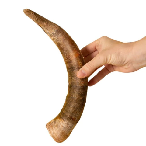 Chifre Bovino Grande Opaparico