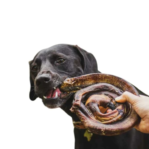 Vergalho Bovino Natuka