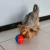 Redondog PP - Comedouro Interativo - comprar online