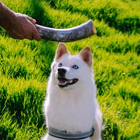 Chifre Bovino Pequeno Luv