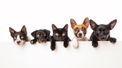 Banner da categoria Pet